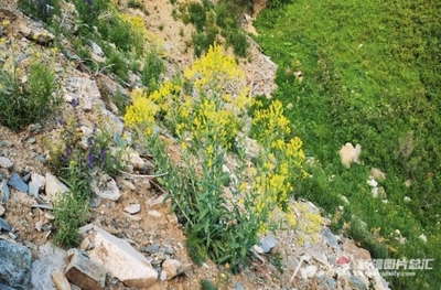 阿勒泰地区发现4种野生板蓝根 工业植物提取前景广阔