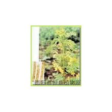 四川植物提取物 德阳市恒康植物原料的工业创新之路